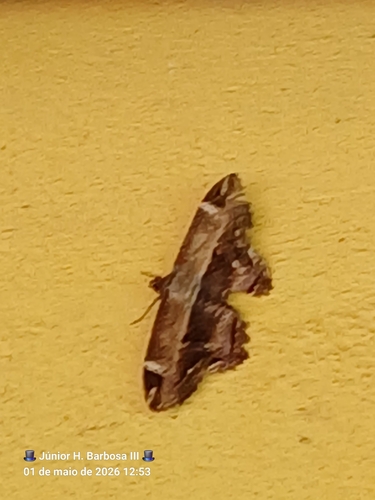 Ronania marmorides