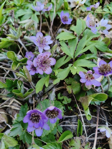 Liverleaf