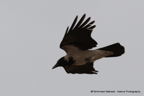 Hooded Crow