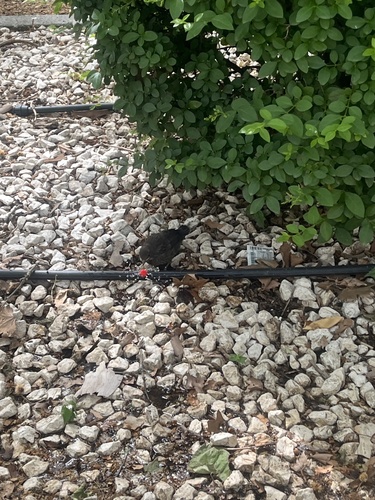 Avistamiento Turdus merula