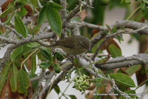 Common Chiffchaff