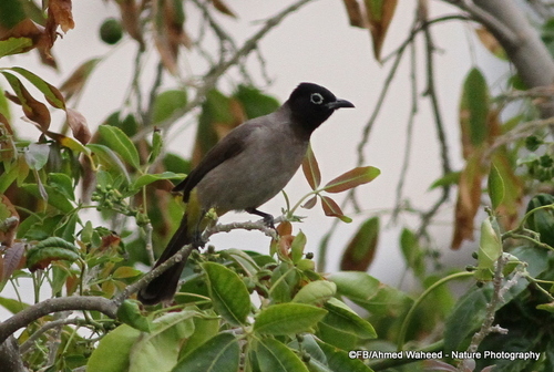 White-spectacled Bulbul