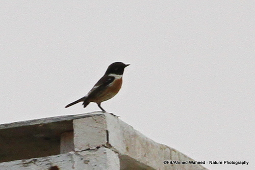 European Stonechat