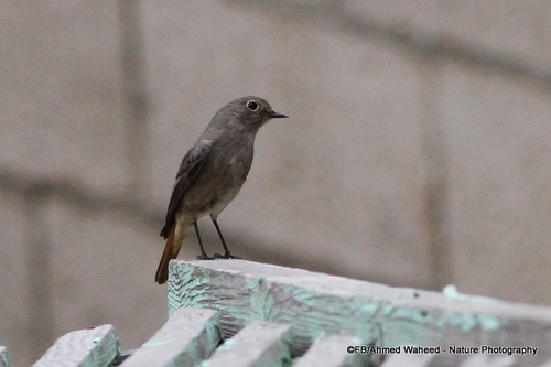 Black Redstart