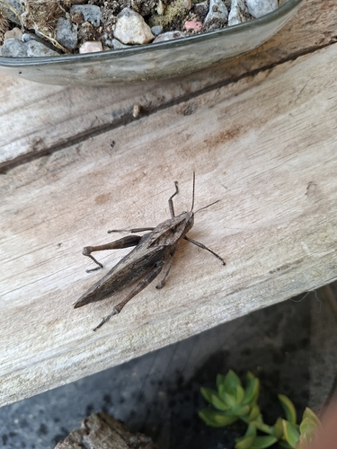Xyleus discoideus