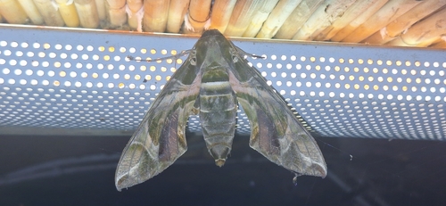Oleander Hawkmoth