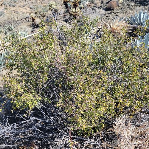 iNaturalist observation photo of Desert Apricot