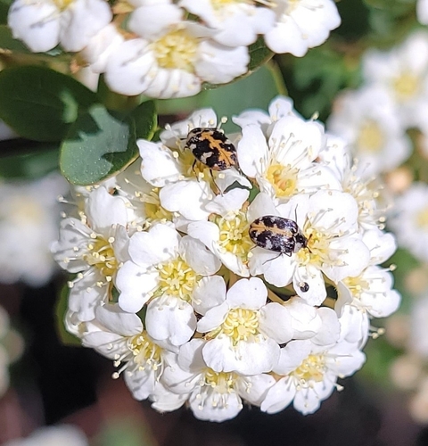 Common Carpet Beetle