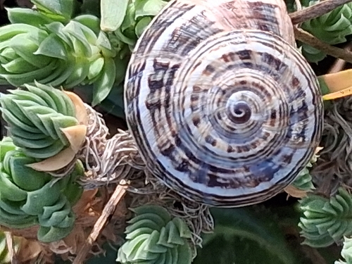 Theba pisana
