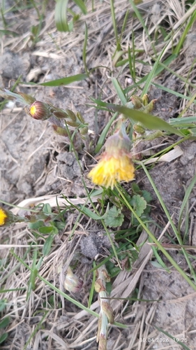 colt's-foot