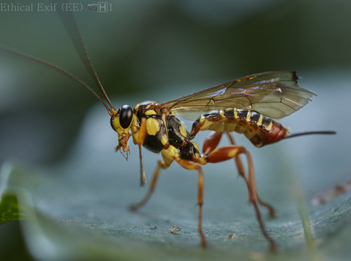 Echthromorpha agrestoria