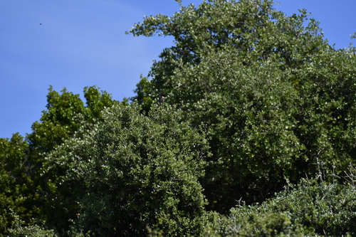 Avistamiento Saxicola rubicola