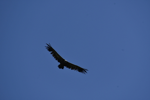 Avistamiento Buitre leonado