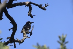 Acorn Woodpecker