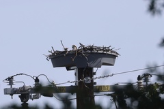 Osprey