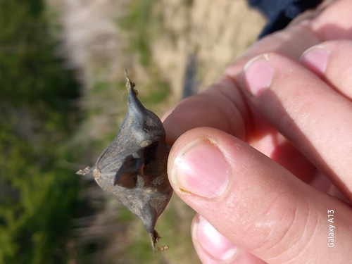 Water caltrop
