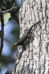 Western Fence Lizard