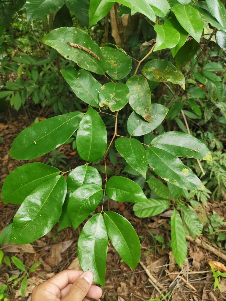 Prioria copaifera from Talamanca, CR-LI, CR on February 25, 2020 at 11: ...