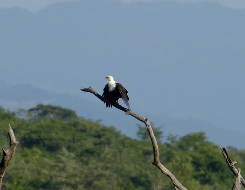 African Fish-Eagle