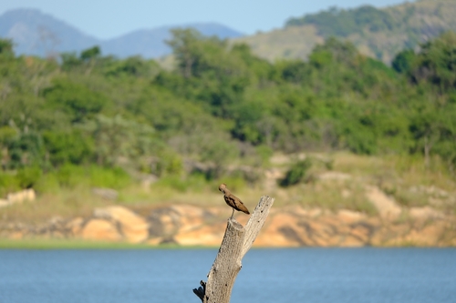 Hamerkop