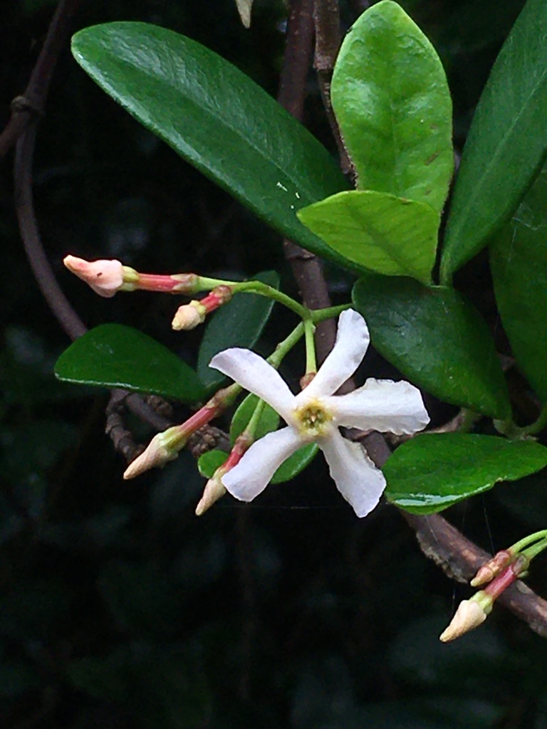 Trachelospermum asiaticum