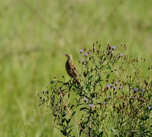 Yellow-throated Longclaw