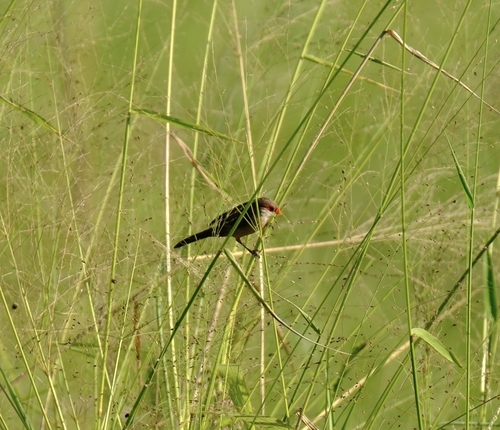 Common Waxbill
