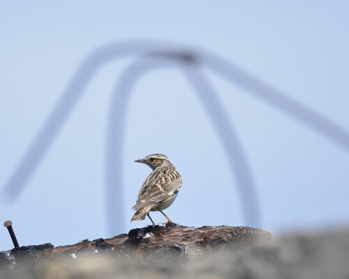 Woodlark