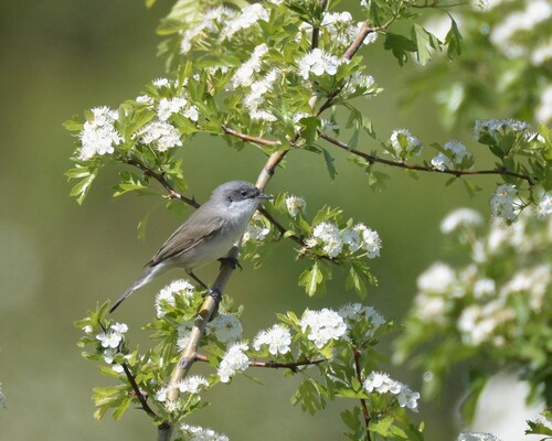 Lesser Whitethroat