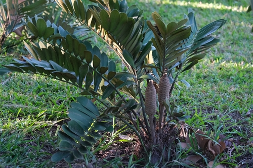 cardboard cycad