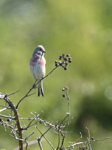 Eurasian Linnet