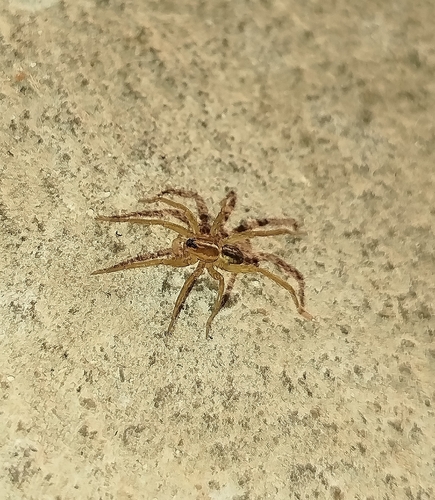 Trochosa humicola