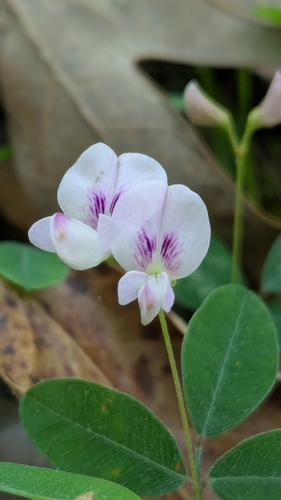 Lespedeza repens
