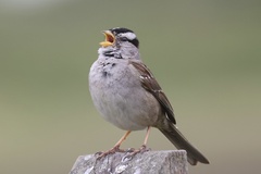A white crowned sparrow singing