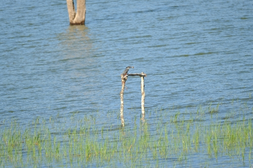 Giant Kingfisher