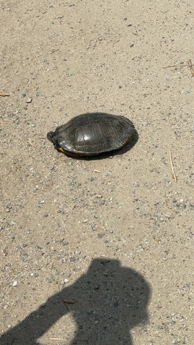 Trachemys scripta