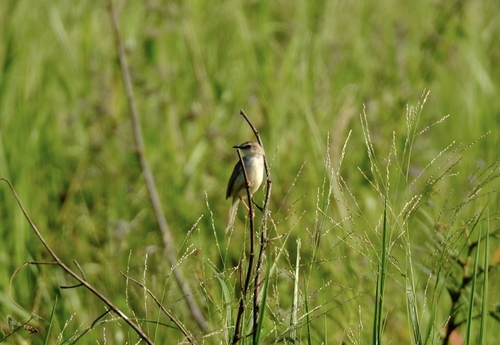 Tawny-flanked Prinia