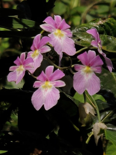 Miltoniopsis vexillaria (Rchb.f.) God.-Leb.