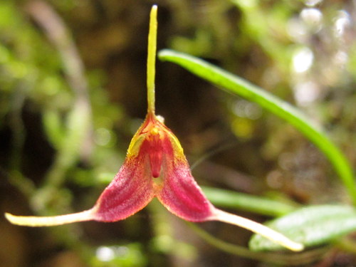 Trisetella dalstroemii