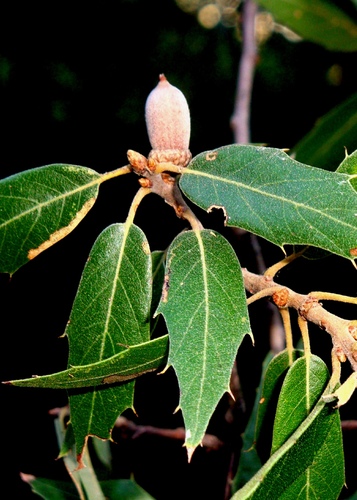 Chisos Oak