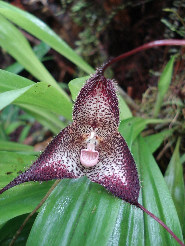 Photos of Dracula lafleurii · iNaturalist, image size:768x1024