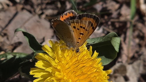 Small Copper