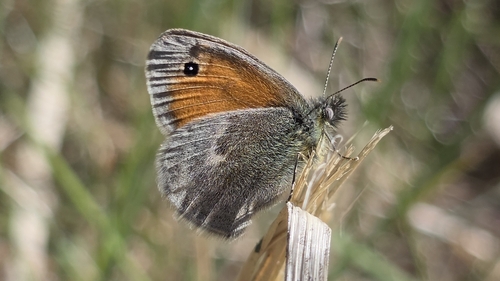Small Heath