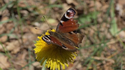 European Peacock Butterfly