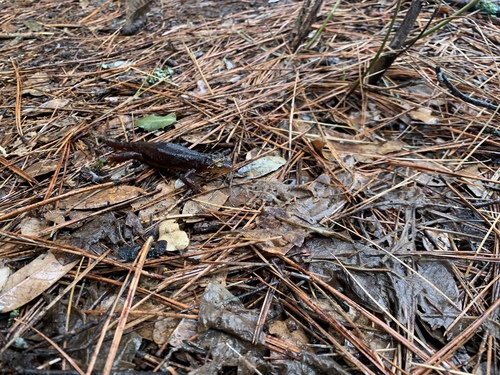 iNaturalist observation photo of Sierra Newt