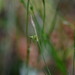 Carex oxyphylla - Photo (c) Yanghoon Cho, all rights reserved, uploaded by Yanghoon Cho
