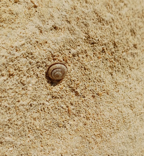 Cernuella virgata