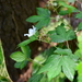 Rubus ribisoideus - Photo (c) Yanghoon Cho, todos os direitos reservados, uploaded by Yanghoon Cho