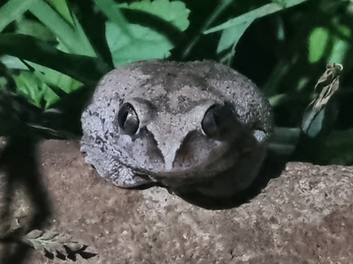Rusty Forest Tree Frog