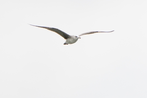 Avistamiento Gaviota Dorsinegra Menor